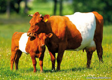 Tierpostkarten Set Tiere auf dem Bauernhof - 11 Postkarten mit Tiermotive (nr.102)