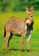 Tierpostkarten Set Tiere auf dem Bauernhof - 11 Postkarten mit Tiermotive (nr.102)
