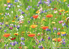 Postkarten Set Blumen - 7 Postkarten mit Blumenmotive (nr. 83)