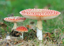 Postkarten Set Herbst - 11 Postkarten mit Herbstmotive (nr. 84)