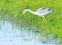 Vögel Postkarten Set - 16 Postkarten mit Vogelmotive (nr. 72)