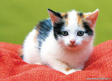 Postkarten Set Katzen - 7 Postkarten mit Katzen Motive (nr. 089)