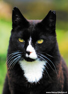 Postkarten Set Katzen - 7 Postkarten mit Katzen Motive (nr. 089)