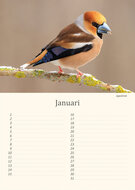Geburtstagskalender Vögel