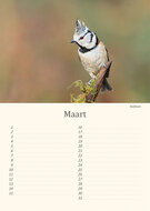 Geburtstagskalender Vögel