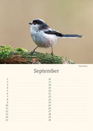 Geburtstagskalender Vögel