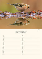 Geburtstagskalender Vögel