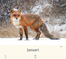 Geburtstagskalender Tiere