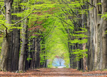 Fotografie-Workshop Fochteloërveen