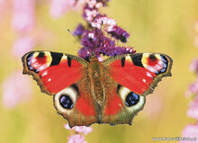 Postkarten Set Natur - 9 Postkarten mit Naturmotive (nr. 133)