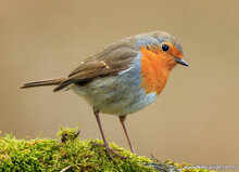 Fotografie-Workshop Drenthe