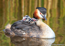 Fotografie-Workshop Drenthe