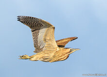 Fotografie-Workshop Friesland