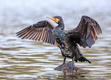Fotografie-Workshop Friesland
