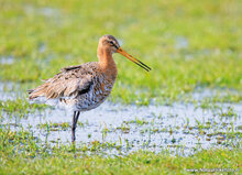 Fotografie-Workshop Friesland