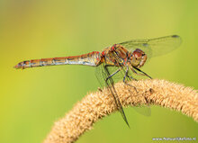 Fotografie-Workshop Appelscha