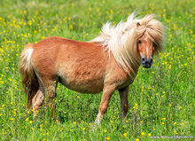 Fotografie-Workshop Appelscha