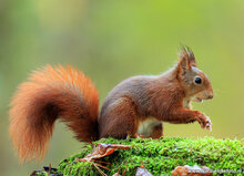Fotografie-Workshop Appelscha