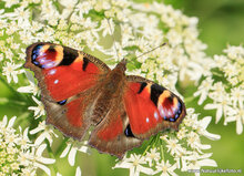 Fotografie-Workshop Zuidhorn