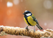 Fotografie-Workshop Hoogezand