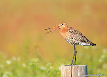 Fotografie-Workshop Heerenveen