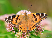 Fotografie-Workshop Beetsterzwaag