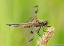 Fotografie-Workshop Fochteloërveen