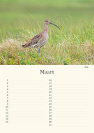 Geburtstagskalender Wiesenvögel