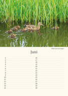 Geburtstagskalender Wiesenvögel