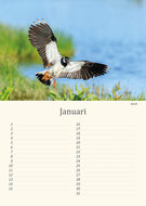Geburtstagskalender Wiesenvögel