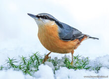 Vogelkarten