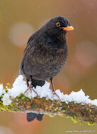 Vogelkarten