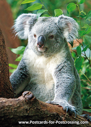 XXL-Ansichtskarte schlummernde Koalas 