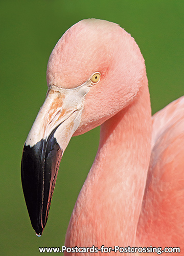 Ansichtskarte Gruppe eine Flamingo 