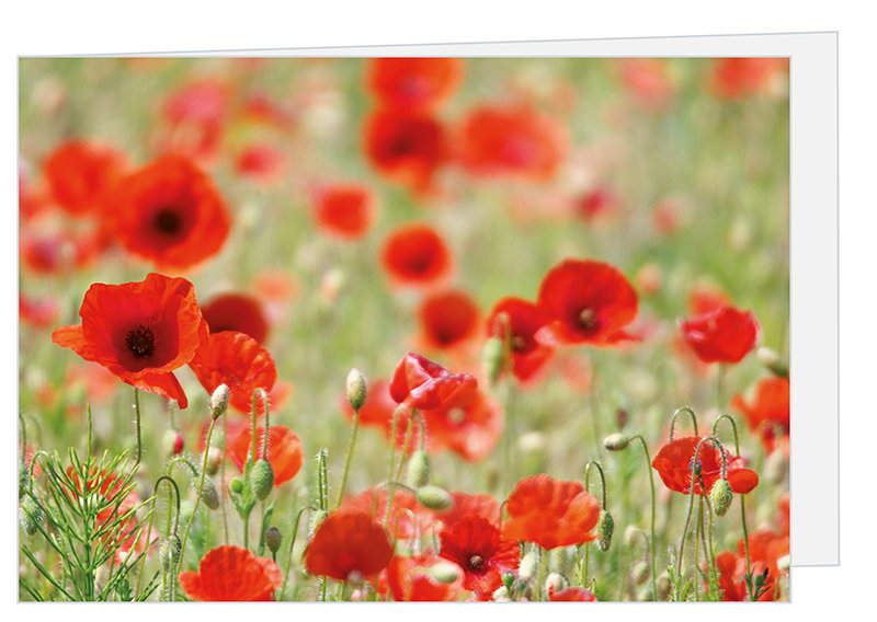 Grußkarten ohne text online kaufen