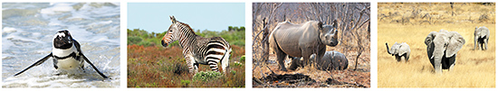 Postkarten Afrikanische tiere , Tiere in Afrika, Postkarten Tierbilder / Tiermotive