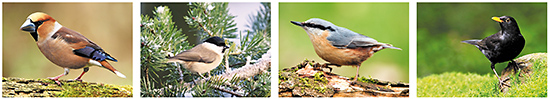 Postkarten Waldvögel, postkarten vogel, vogel motive, vogel bilder