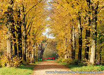 Herbst lane Postkarte (0546) Herbst lane Postkarte (0546)