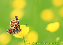 Postkarte Schmetterling Landkärtchen (0391) Postkarte Schmetterling Landkärtchen (0391)