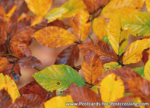 Herbstblätter Postkarte Herbstblätter Postkarte