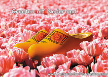 Postkarte Holzschuhe im rosa Tulpenfeld (0243) Postkarte Holzschuhe im rosa Tulpenfeld (0243)