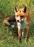 Postkarte Fuchs (0187) Postkarte Fuchs (0187)