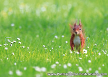 Eichhörnchen Postkarte (0407) Eichhörnchen Postkarte (0407)