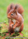 Eichhörnchen Postkarte (0450) Eichhörnchen Postkarte (0450)
