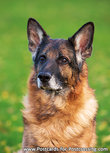 Deutscher Schäferhund Postkarte (0555) Deutscher Schäferhund Postkarte (0555)