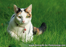 Katze mit Katzenglocke Postkarte (0554) Katze mit Katzenglocke Postkarte (0554)