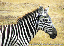 Zebra Postkarte (AF003) Zebra Postkarte (AF003)