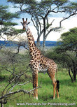 Giraffe Postkarte (AF002) Giraffe Postkarte (AF002)