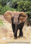 Elefant Postkarte (AF001) Elefant Postkarte (AF001)