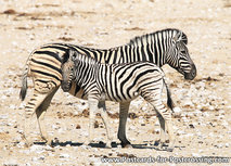 Zebra Postkarte (AF012) Zebra Postkarte (AF012)